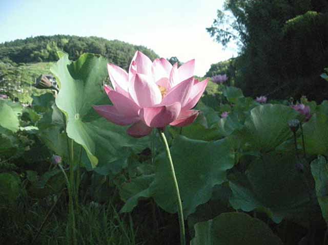 青藍洞窯の四季