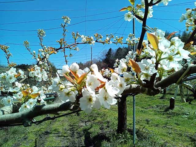 青藍洞窯の四季