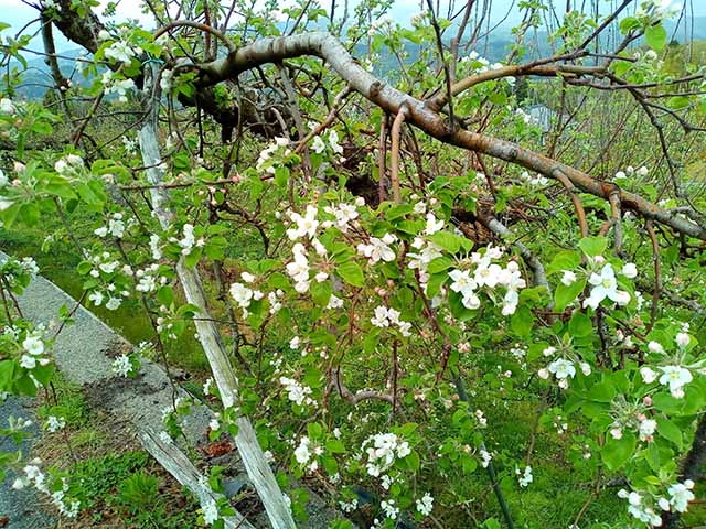 青藍洞窯の四季